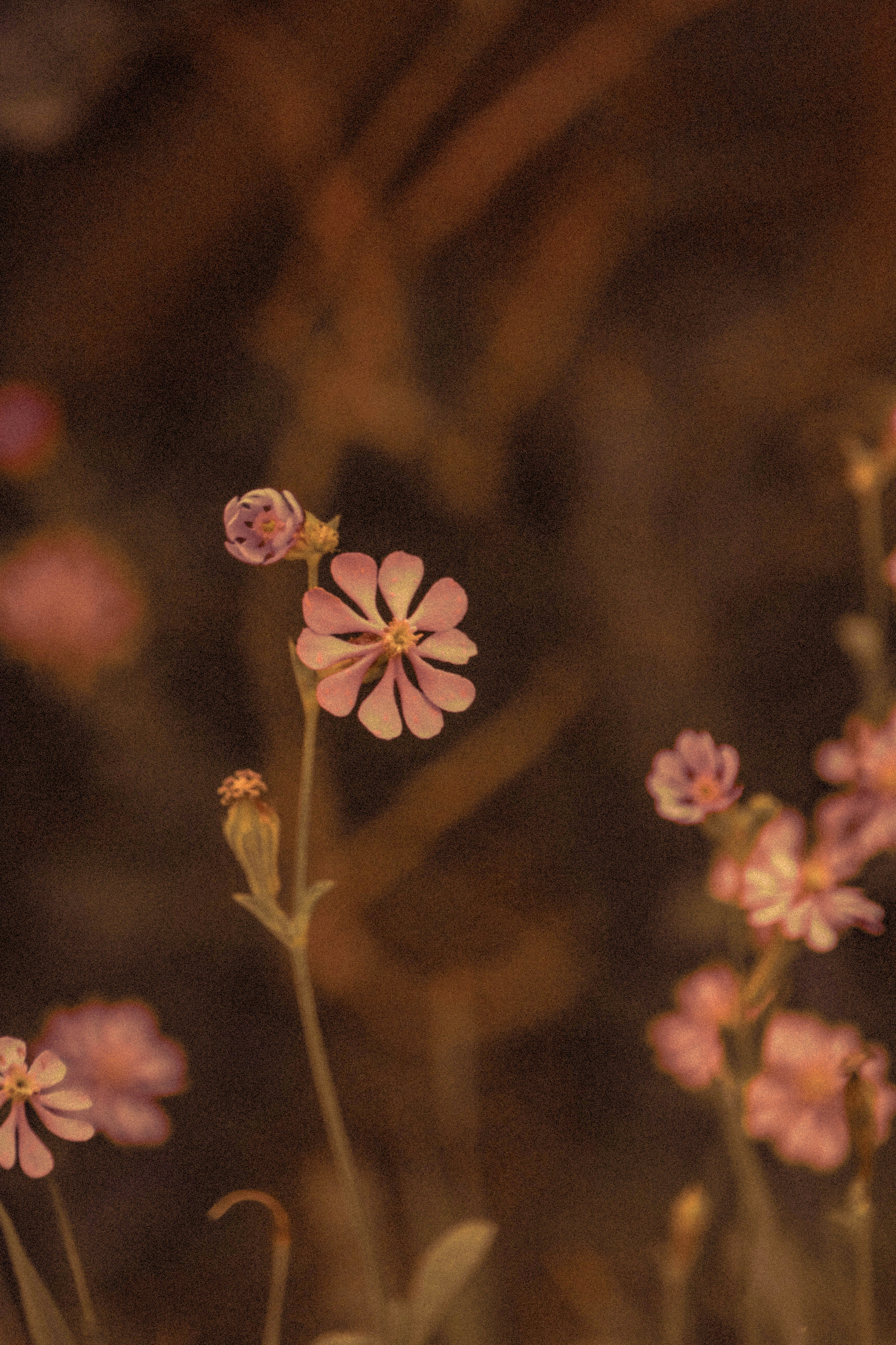 white and pink flower in tilt shift lens